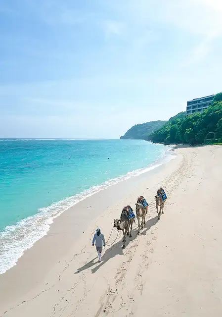 All inclusive activities camel ride